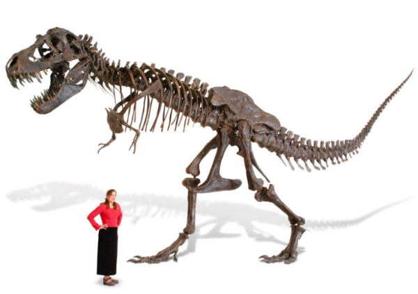 Life Size Tyrannosaurus Skeleton replica