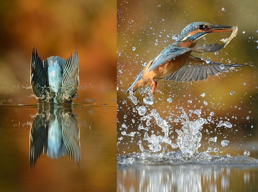  Alan McFadyen captures perfect kingfisher dive_2