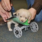 Two-legged puppy on 3D printed wheelchair strolls effortlessly