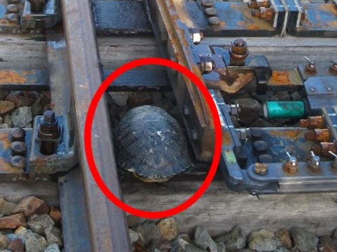 Japan Railways Turtle tunnels