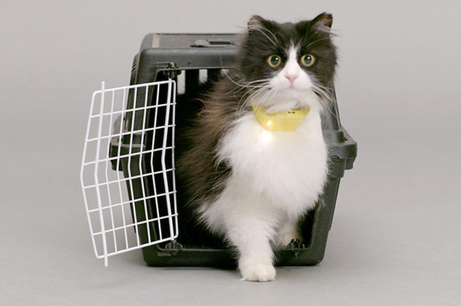 Catterbox- world’s first talking cat collar