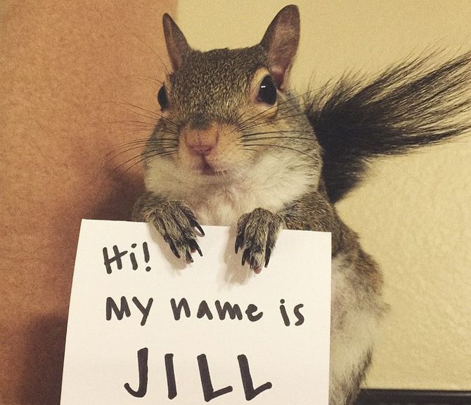 Jill the Squirrel- best Animal accounts on Instagram