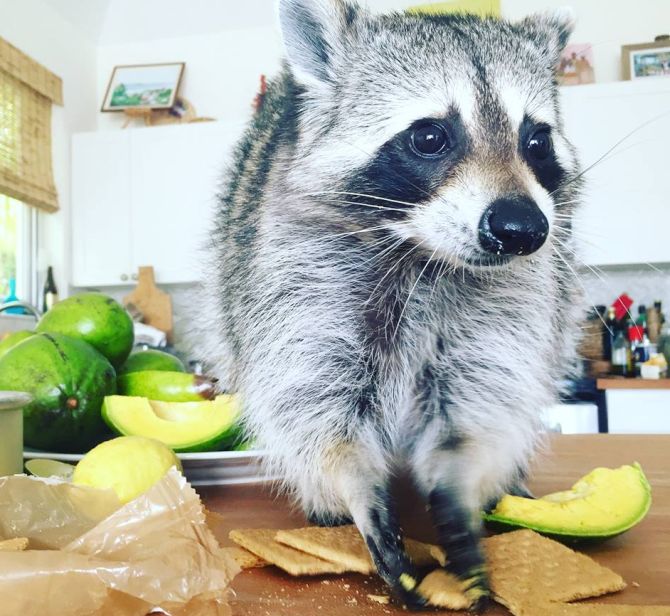 Pumpkin the Raccoon-10 best animal Instagram accounts