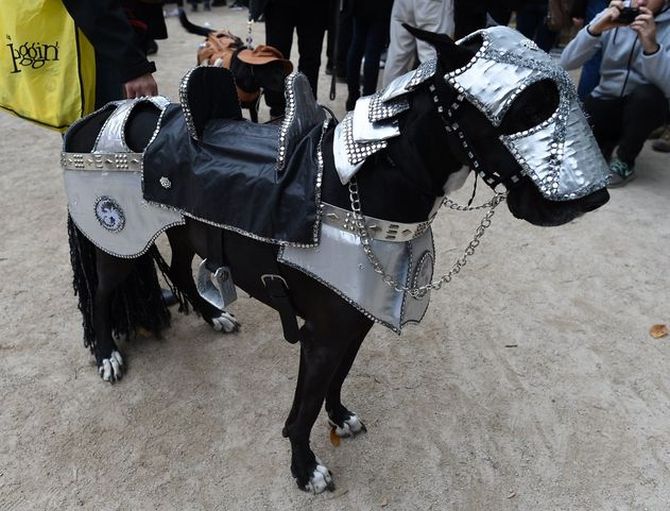 25th Annual Tompkins Square Halloween Dog Parade
