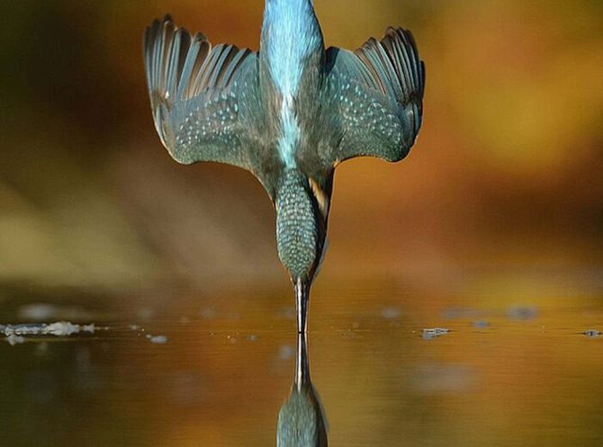 Alan McFadyen captures perfect kingfisher dive
