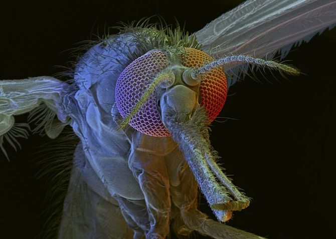 Lab-engineered ‘gene drive’ mosquitoes