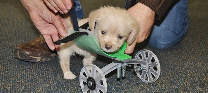 Two-legged puppy on 3D printed wheelchair strolls effortlessly