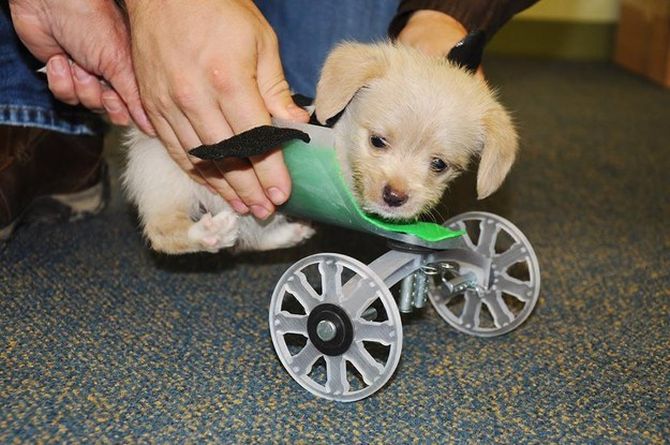 Tumbles Two-legged puppy on 3D printed wheelchair