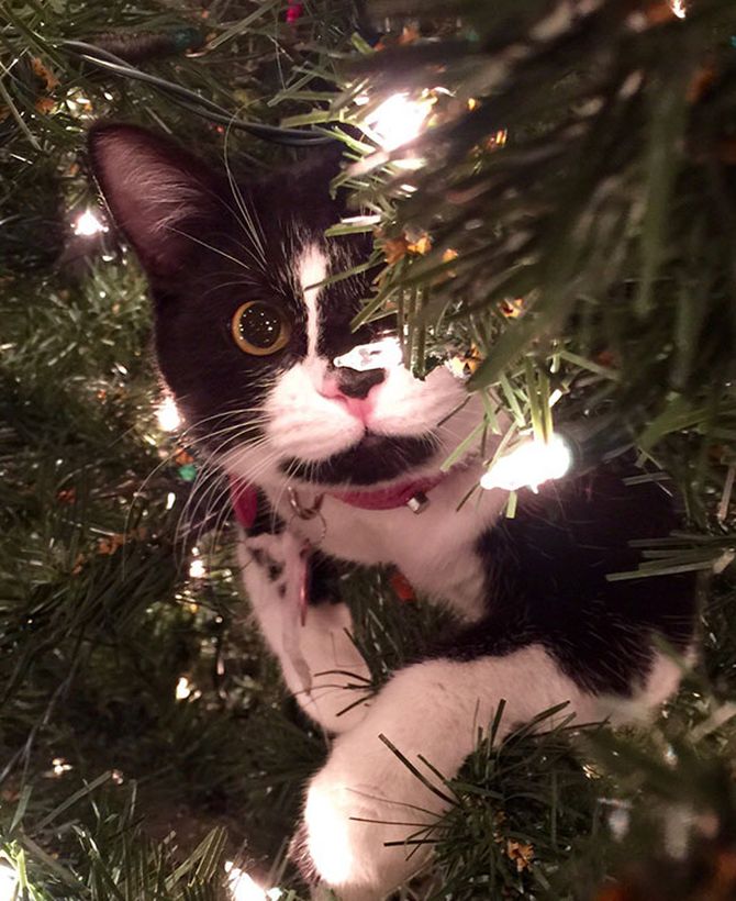 15 adorable cats exploring painstakingly decorated Christmas trees