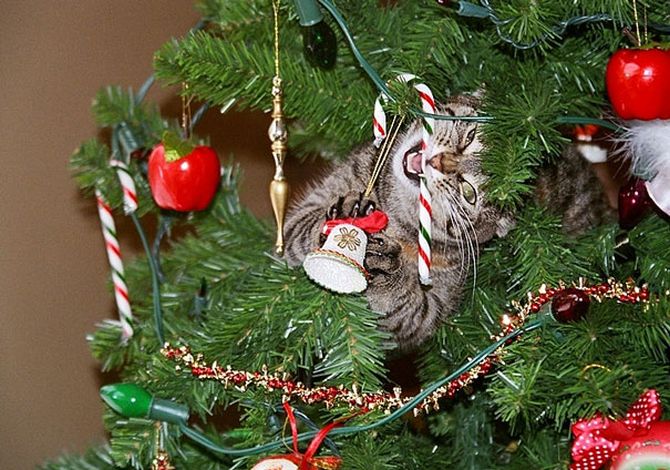 15 adorable cats exploring painstakingly decorated Christmas trees