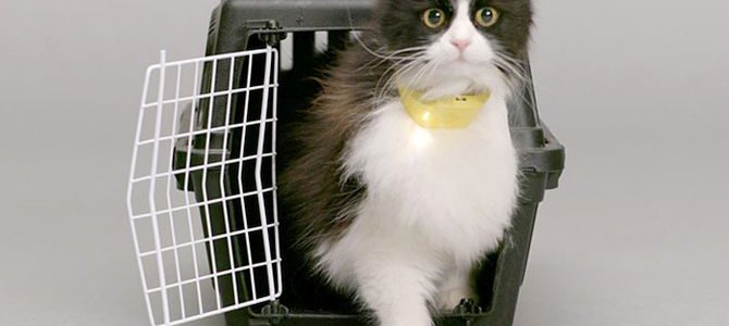 Catterbox: Hi-tech collar gives human voice to cats