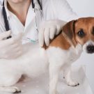Why it’s Important That You Get Your Dog Vaccinated?